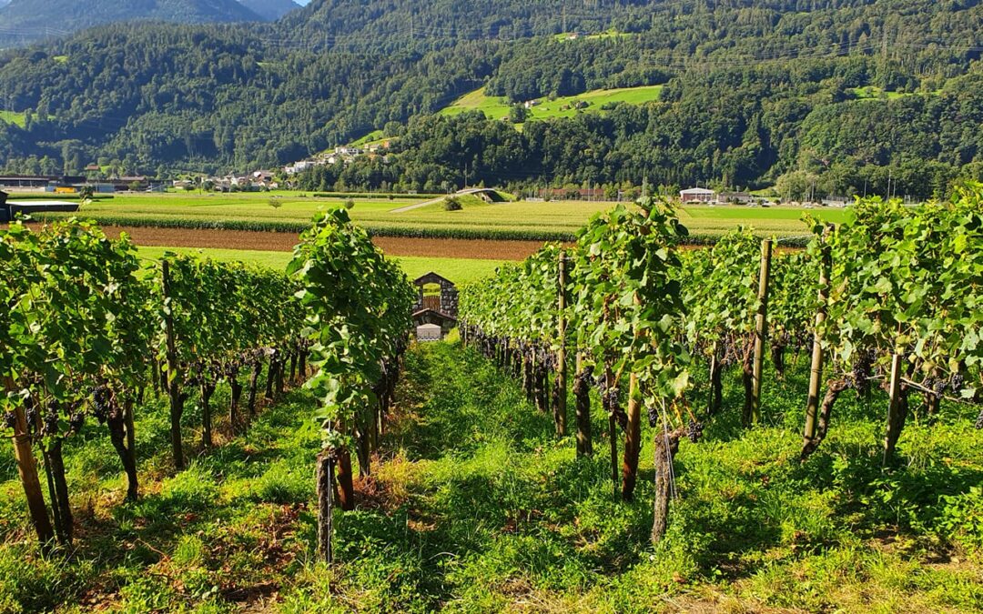 Weingut Steinersteg