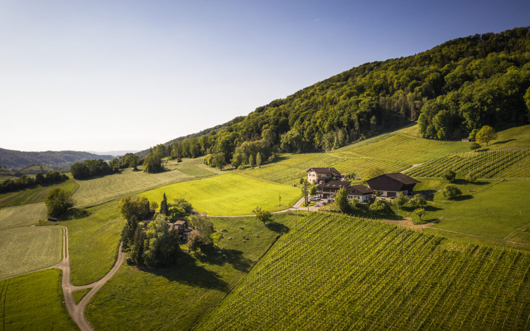 Weingut Berghof