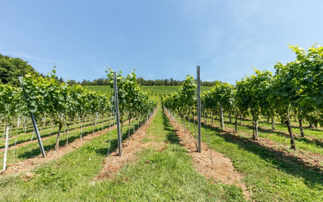 Winery Häusermann