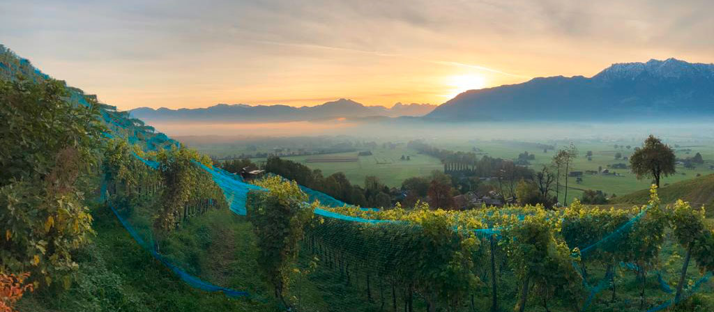 Weingut Gonzen